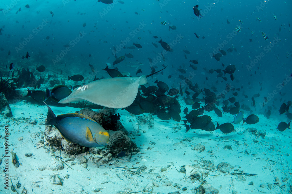 Fototapeta premium Pink whipray with yellowfin surgeonfish over sandy seabed and large fish school in the Maldives