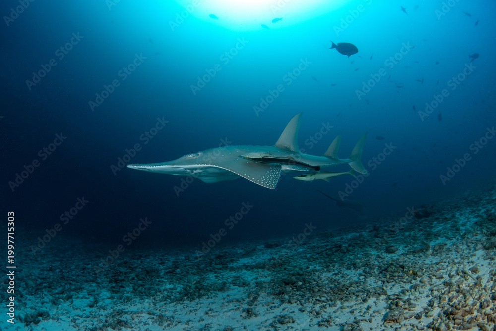 Fototapeta premium Giant Guitarfish on sandy bottom in Maldives lagoon
