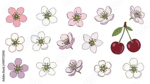 Cherry Blossoms & Cherries Vector Illustration Pack - Spring Floral Elements for Design Projects