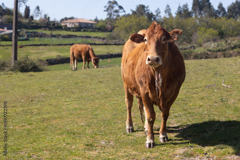 Naklejka premium Brown cow standing in rural galicia pasture