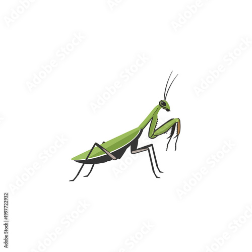Green praying mantis insect with long antennae and predatory front legs, isolated on white background