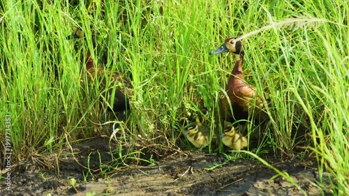 Footage of a white-faced whistling duck (Dendrocygna viduata) in grass