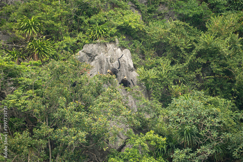 a Cat Ba langurs also known as the golden-headed langur are seen perched on a rugged limestone karst cliff surrounded by dense tropical vegetation