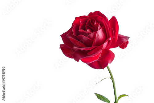 Single Red Rose Isolated on White Background for Romantic Greeting Cards and Valentine Day Design
