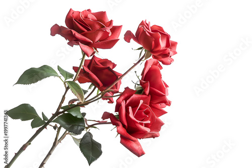 Beautiful Red Roses Bouquet Isolated on White Background for Valentine's Day Greeting Cards