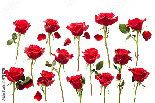 Set of Realistic Red Roses with Long Stems and Petals Isolated on White for Valentine's Day Design