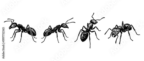 ant , chalk texture vector set