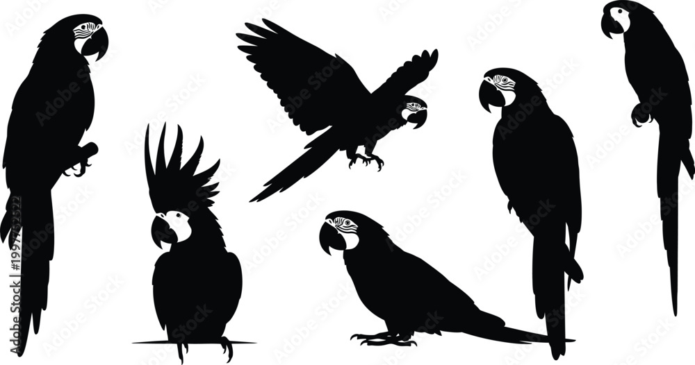 Fototapeta premium Macaw parrot silhouette collection a variety of poses and views