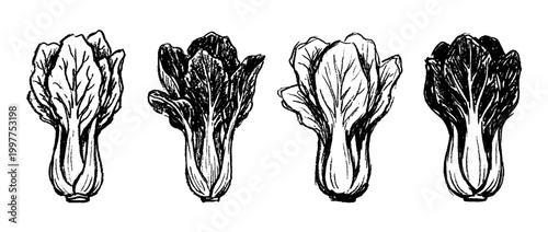 bok choy , chalk texture vector set