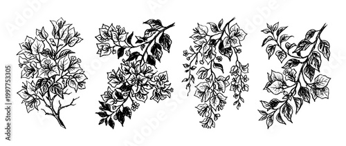 bougainvillea , chalk texture vector set