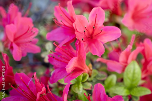 満開に咲き誇る鮮やかなピンク色のツツジ
英語: Vibrant Pink Azalea Flowers in Full Bloom