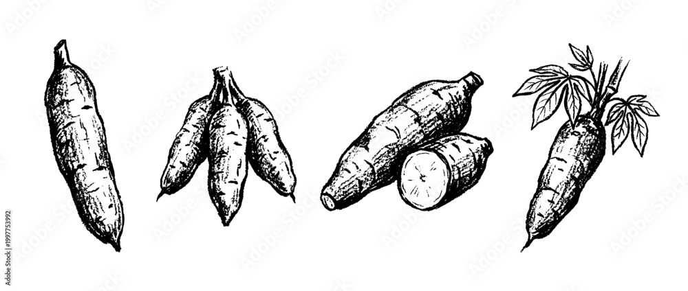 Naklejka premium cassava , chalk texture vector set
