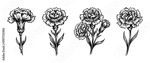 carnation , chalk texture vector set