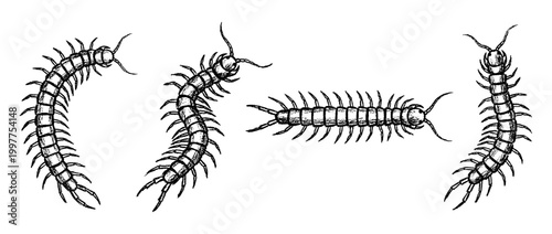 centipede , chalk texture vector set