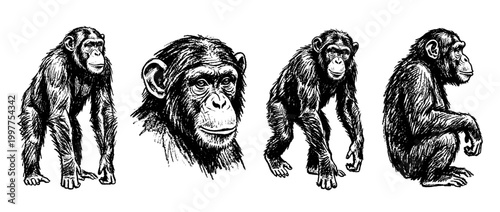 chimpanzee , chalk texture vector set