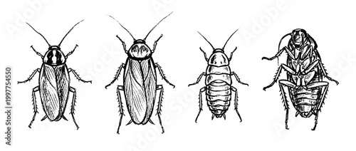 cockroach , chalk texture vector set