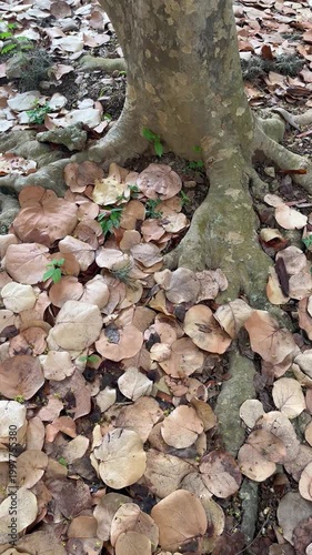 Tree Roots and Dry Autumn Leaves on Forest Ground background