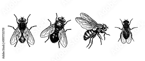 fly , chalk texture vector set