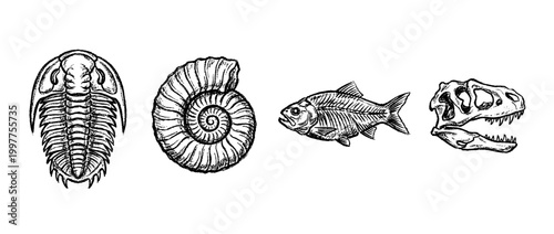 fossil , chalk texture vector set