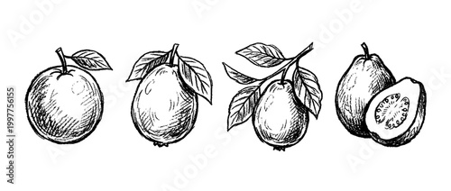 guava , chalk texture vector set