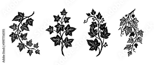 ivy , chalk texture vector set