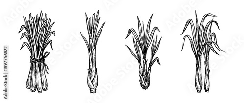 lemongrass , chalk texture vector set