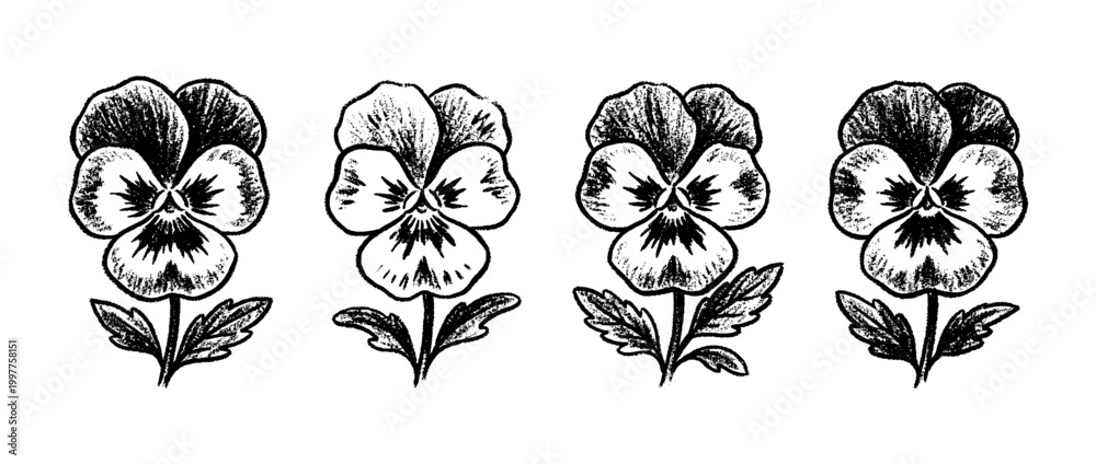 Naklejka premium pansy , chalk texture vector set