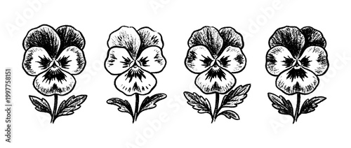 pansy , chalk texture vector set
