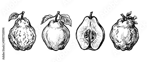 quince , chalk texture vector set