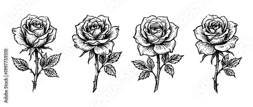 rose , chalk texture vector set