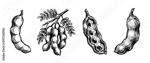 tamarind , chalk texture vector set