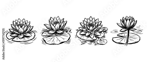 water lily , chalk texture vector set