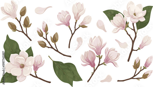 Magnolia Botanical Branch Set with Soft Blooms, Unopened Buds, Large Leaves, and Loose Petals for Elegant Floral and Nature Designs.v