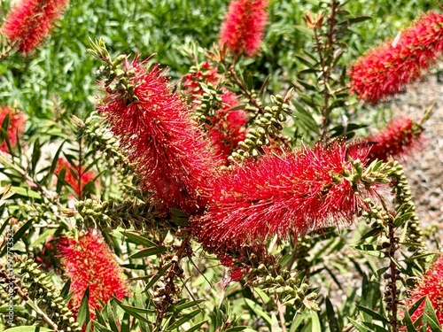 Cuadro en lienzo Closeup of the red bottlebrush plant fuzzy red flowers