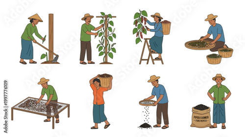 People engaged in various stages of pepper cultivation and harvesting activities
