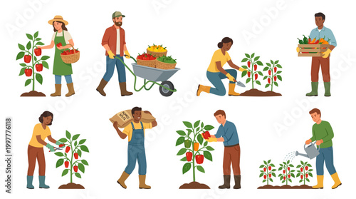 People engaged in various stages of pepper cultivation and harvesting