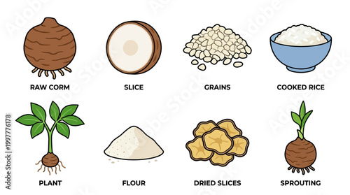 Various stages and forms of taro root from raw to cooked and processed
