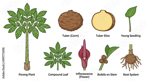 Porang plant parts and growth stages illustrated in detailed diagrams