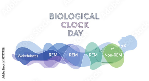 Conceptual illustration of Biological Clock Day showcases the human biorhythm and sleep cycle with wakefulness, REM, and non-REM stages in overlapping translucent shapes against a clean