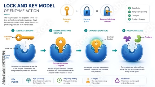 Lock and Key Model of Enzyme Action Infographic with Substrate Binding and Product Release