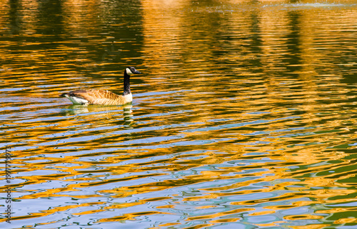 Swimming Duck