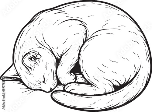 Tableau sur toile Ocicat cat sleeping curled line art, resting feline pose illustration, black whi
