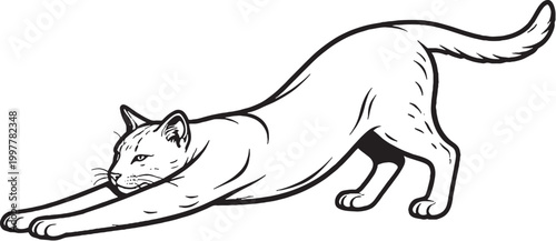 Photography Ocicat cat stretching forward line art, feline stretch pose illustration, black
