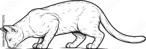 Photography Ocicat cat drinking posture line art, feline hydration behavior illustration, bl