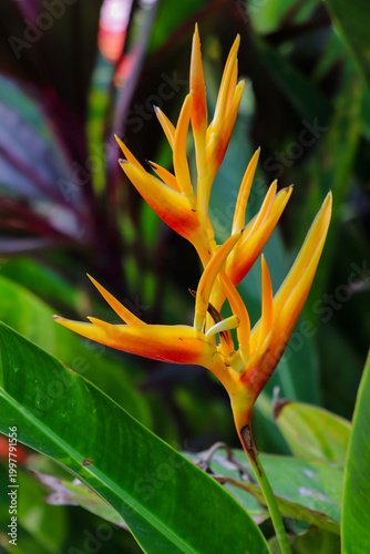 Tropical orange heliconia flower blooming with vibrant petals among green leaves background