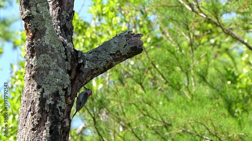 A red-bellied woodpecker on a dead tree