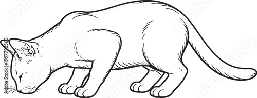 Korat cat eating posture line art black and white feline feeding behavior illustration isolated