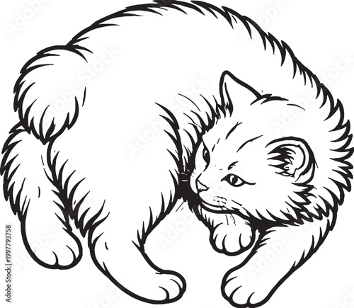 Bild auf Leinwand Cymric cat chasing rump playful spinning pose fluffy tailless cat black and whit