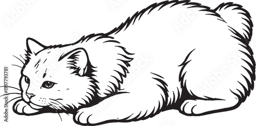 Cymric cat crouching ready to pounce fluffy tailless cat black and white line art illustration