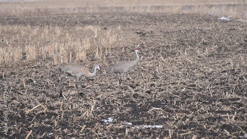 Sandhill Cranes in Muddy Field